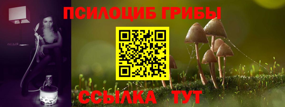 Псилоцибиновые грибы Psilocybe Пенза